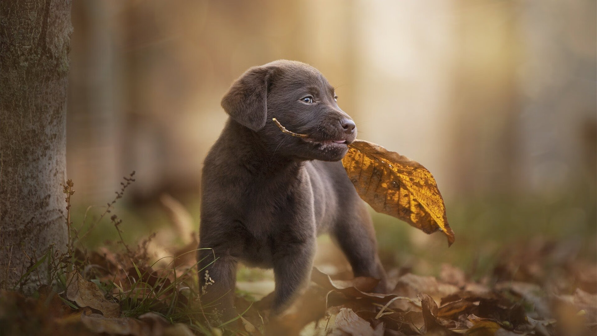 开云体育在线入口-威廉姆斯续约,切尔西战力提升,切尔西威廉什么水平 第3张 开云体育在线入口-威廉姆斯续约,切尔西战力提升,切尔西威廉什么水平 第3张